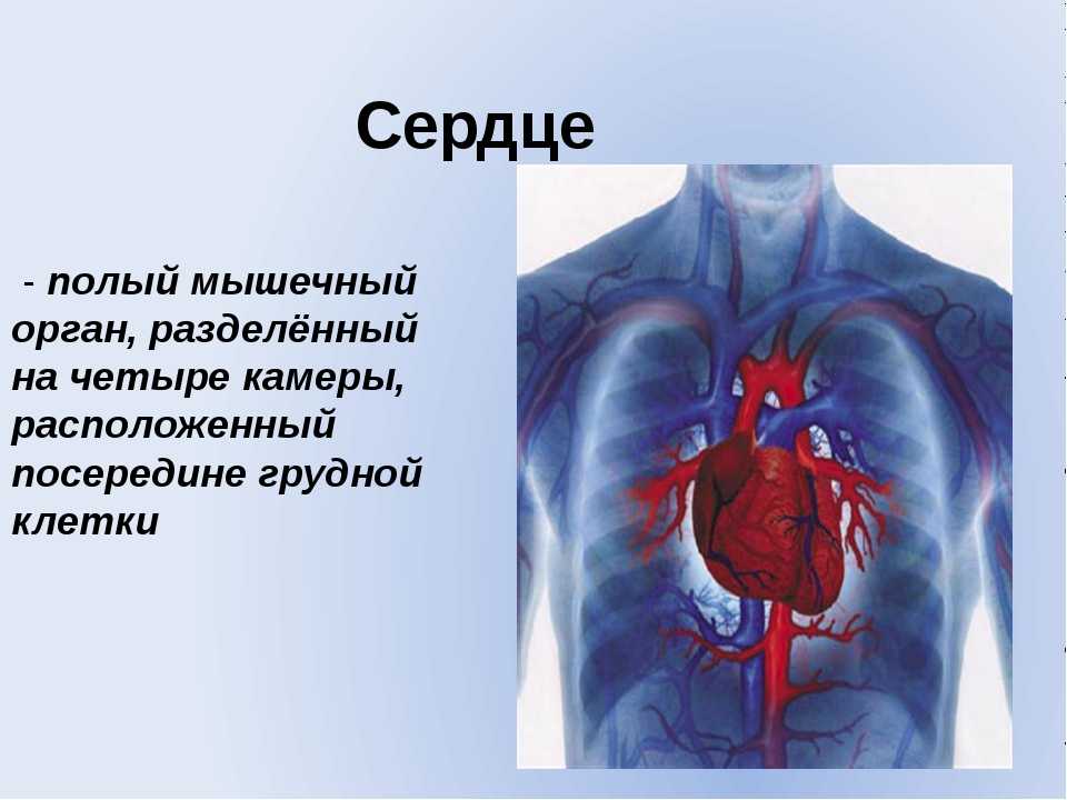 Презентация на тему строение сердца работа сердца