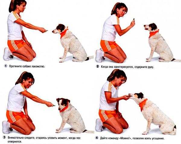 Как отучить собаку прыгать на хозяина и других людей при встрече