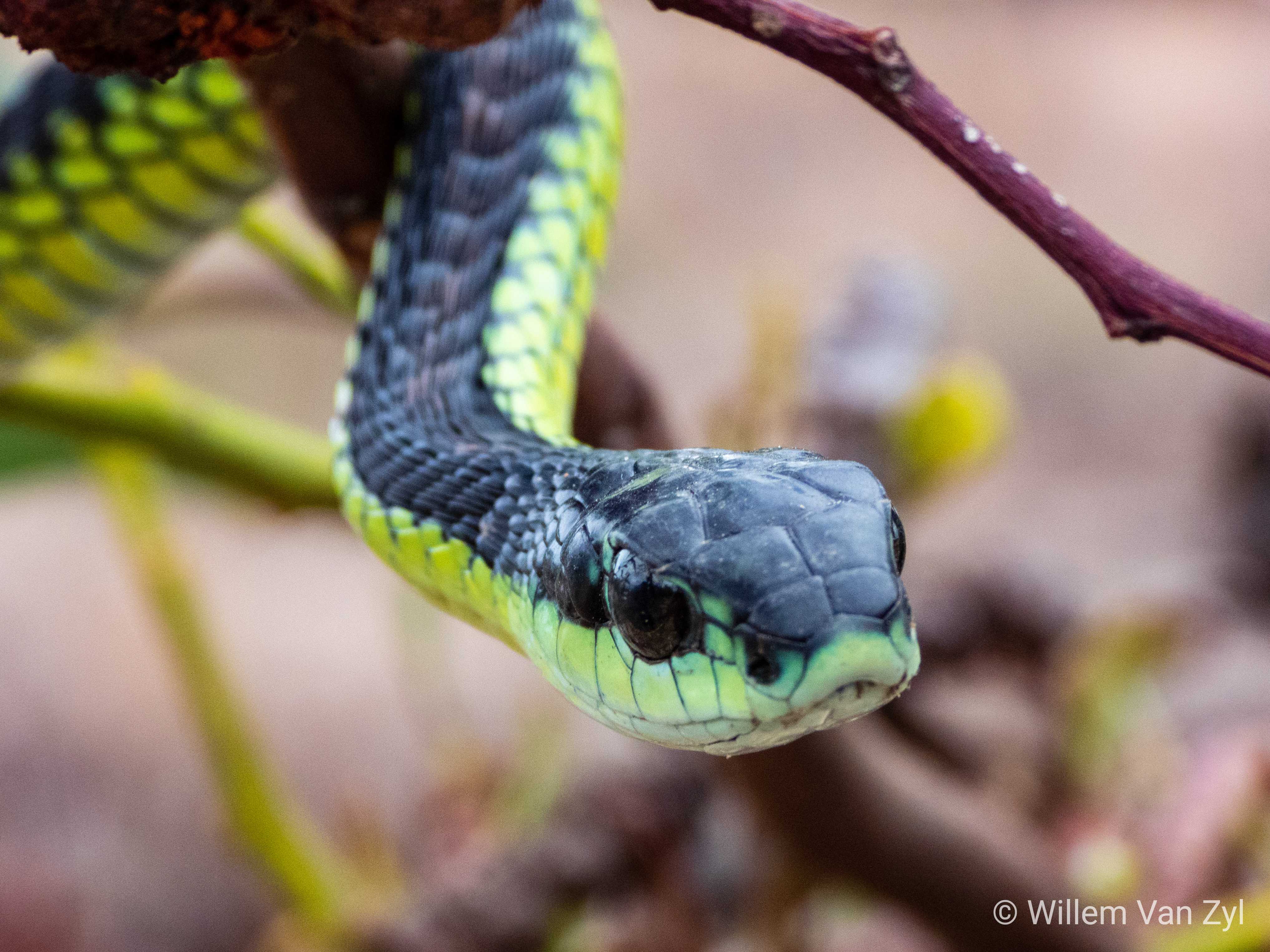 Ядовитые змеи - общее описание и название змей, опасность для человека,