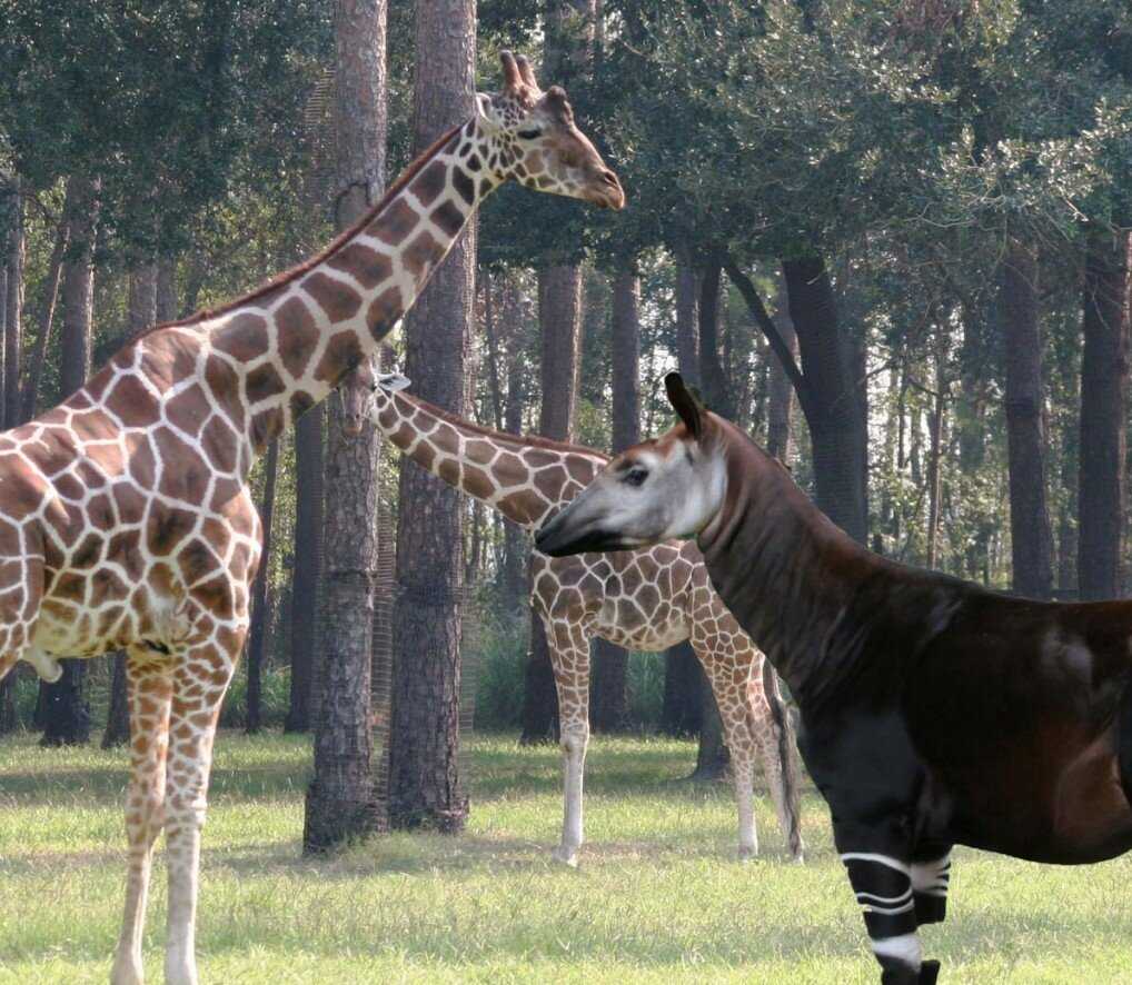 Всё о жирафах