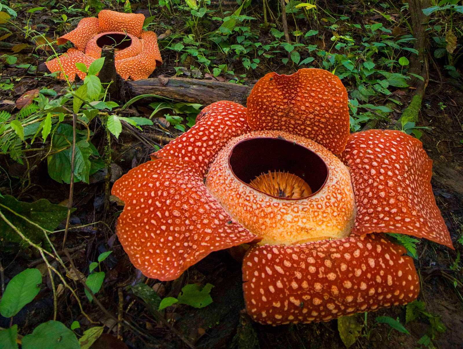 Раффлезия Арнольда Rafflesia arnoldii растение паразит из рода Раффлезия Rafflesia, также известное как трупная лилия, является крупнейшим цветком на Земле