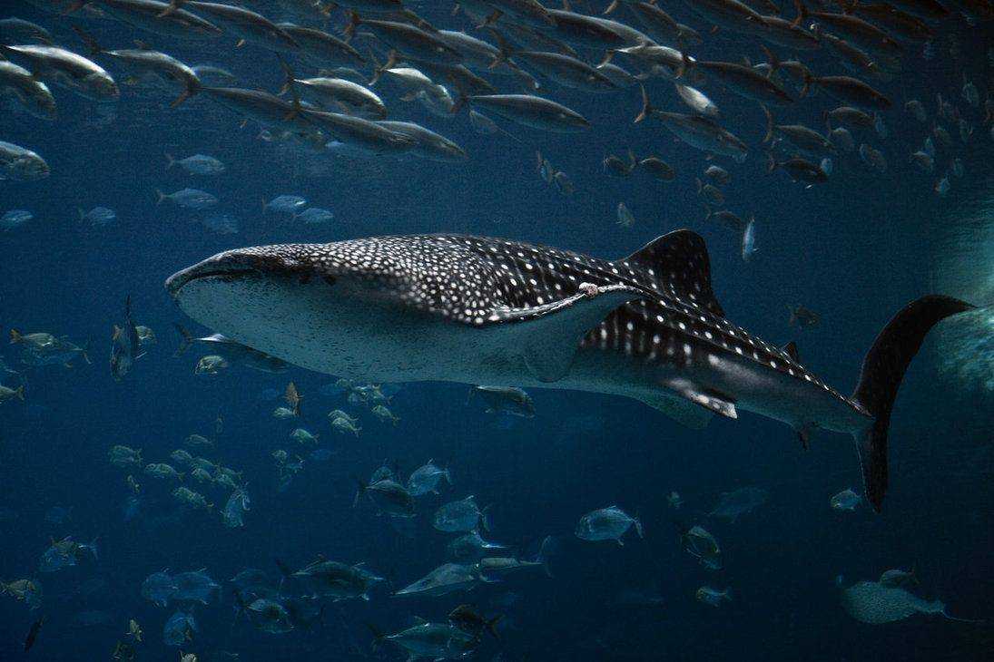 Гренландская акула живет 400 лет • сергей ястребов • новости науки на «элементах» • зоология