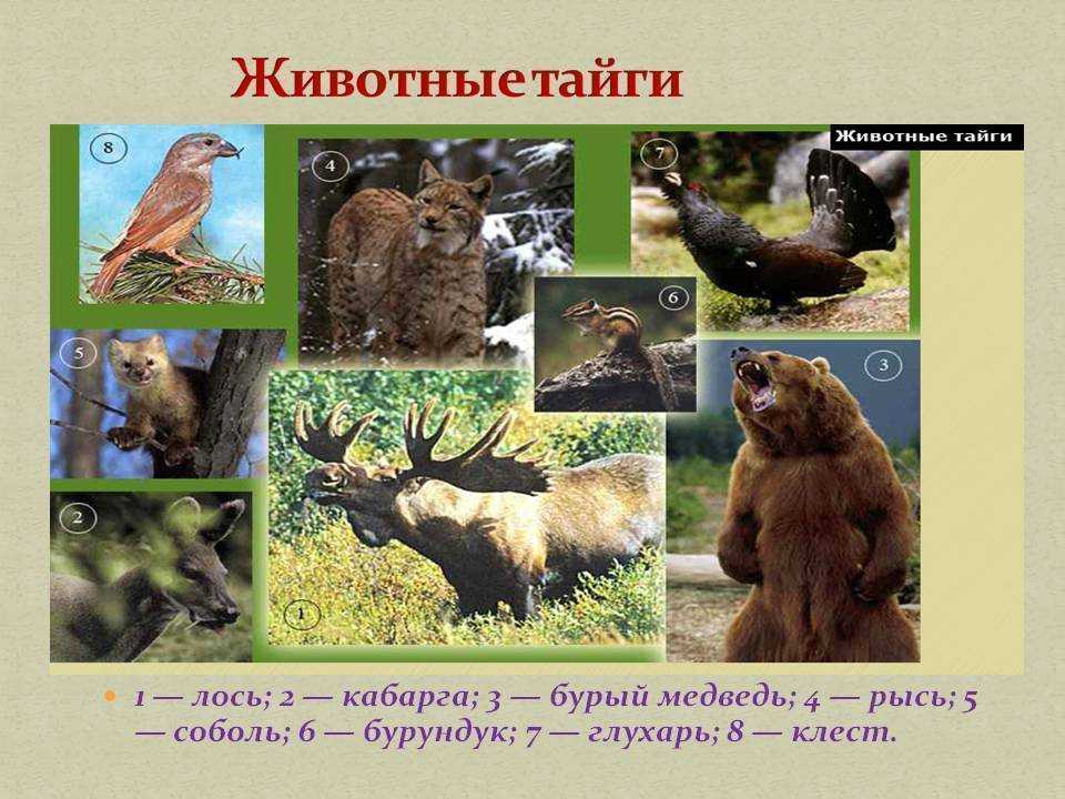 Животные и птицы в тайге россии: список, характеристика, описание, фото