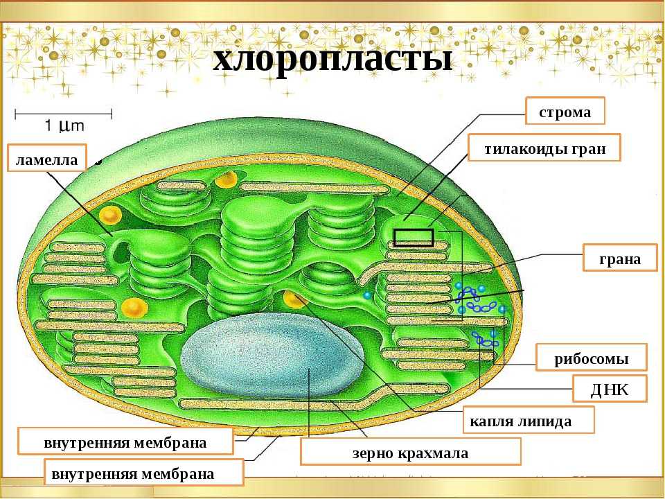 Хлоропласты: строение и функции в процессе фотосинтеза