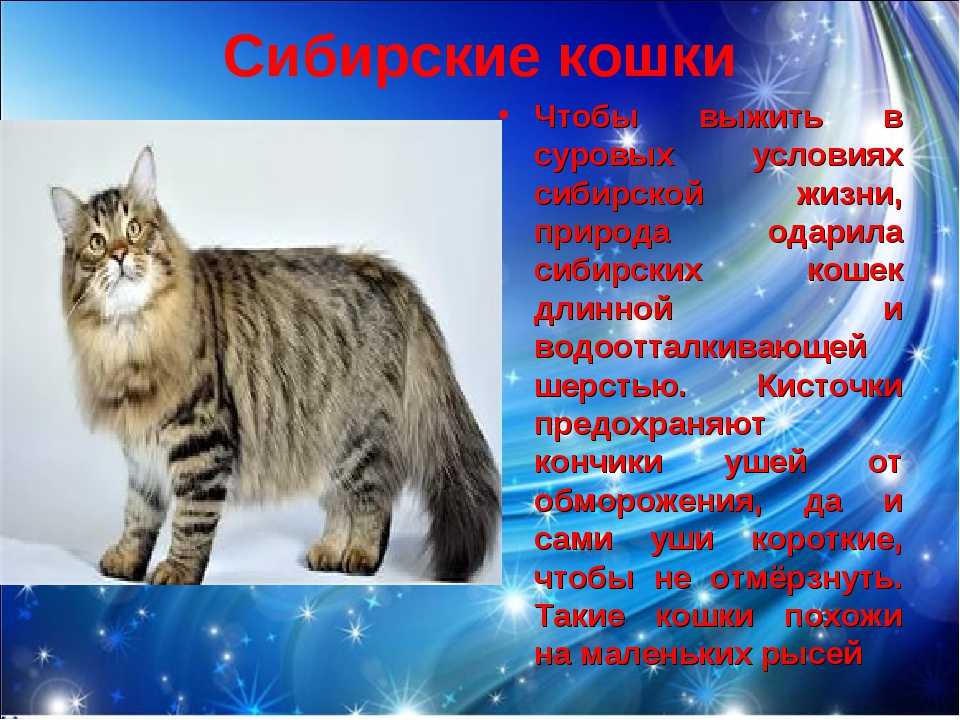 Русские породы кошек: список с фото и видео русских кошек