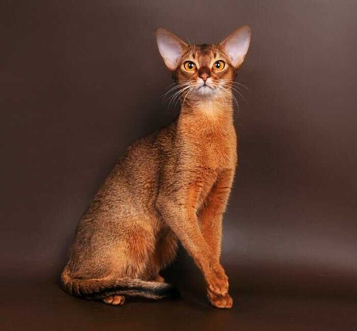 Внешность и характер абиссинской кошки, стандарты породы