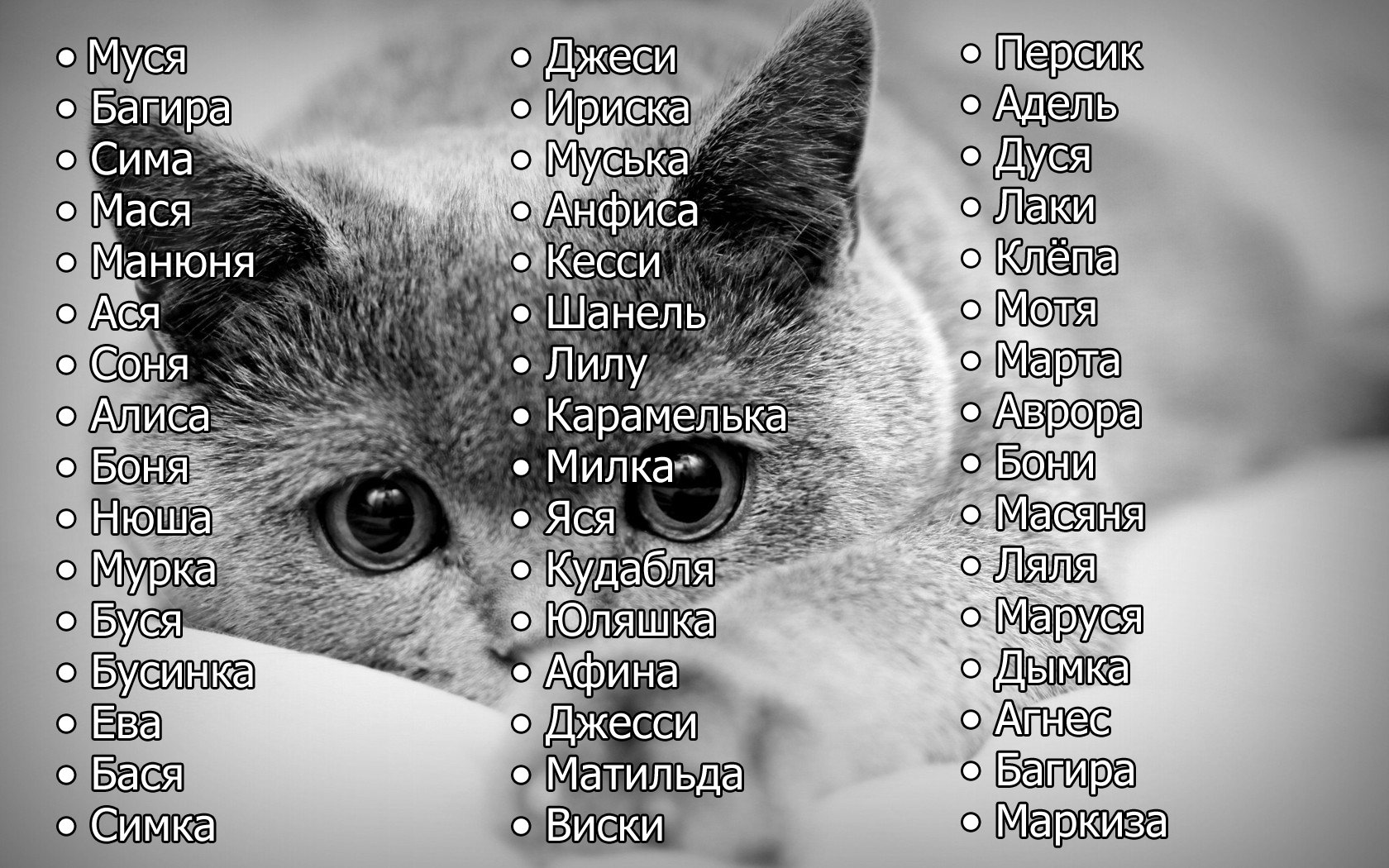 Имена для кошек