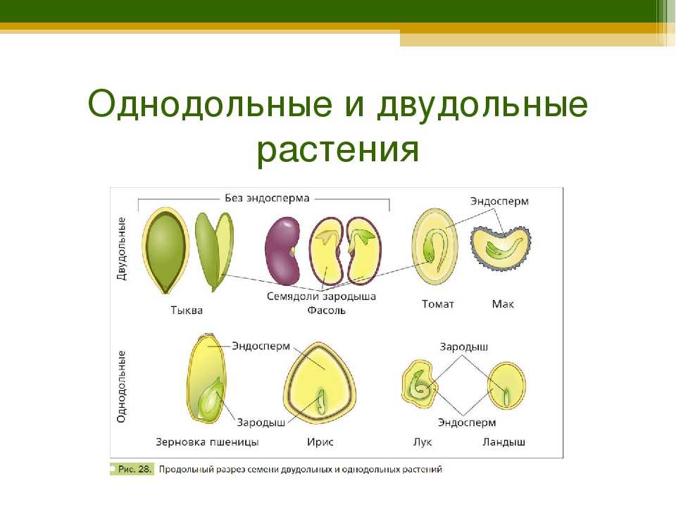 Чем различаются зародыши двудольных и однодольных. Схема двудольные и Однодольные 7 класс. Однодольные и двудольные растения 6 класс биология. Схема однодольных и двудольных растений. Строение плода цветка однодольных и двудольных растений.