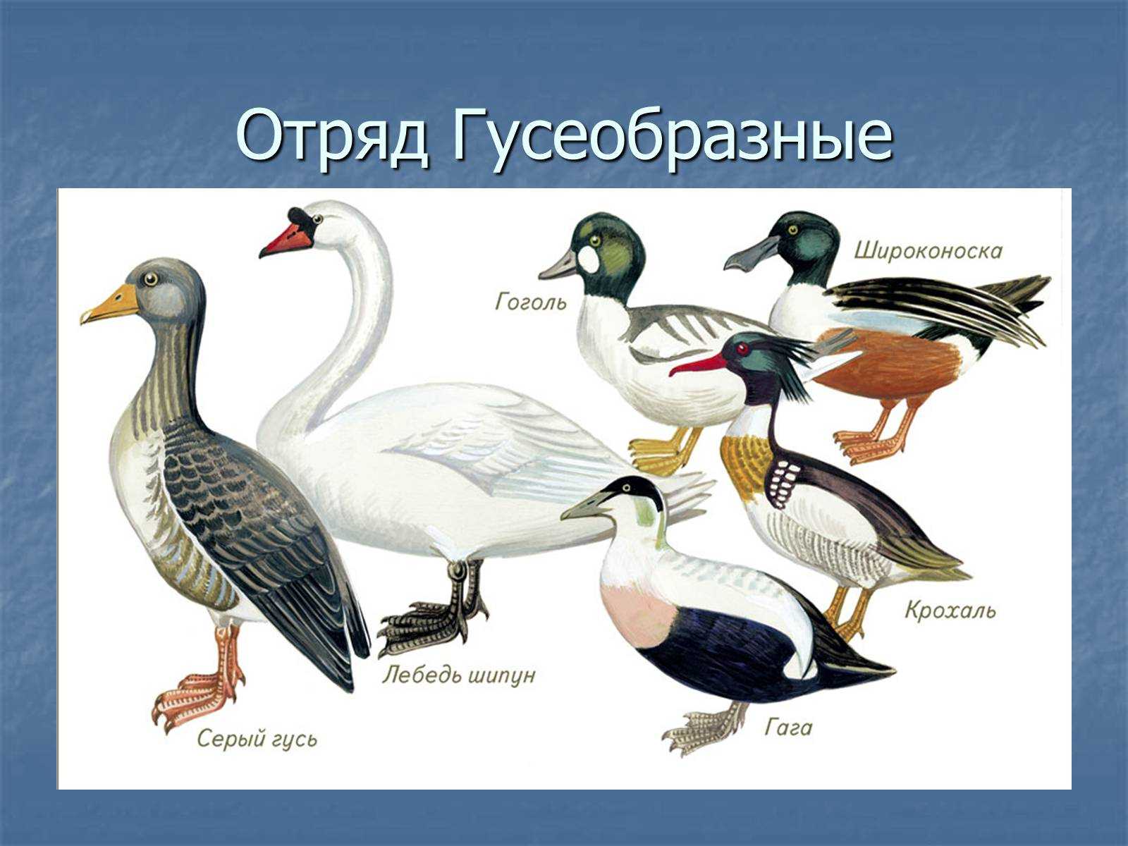 § 44. птицы леса. болотные, водоплавающие и околоводные птицы. птицы открытых местообитаний