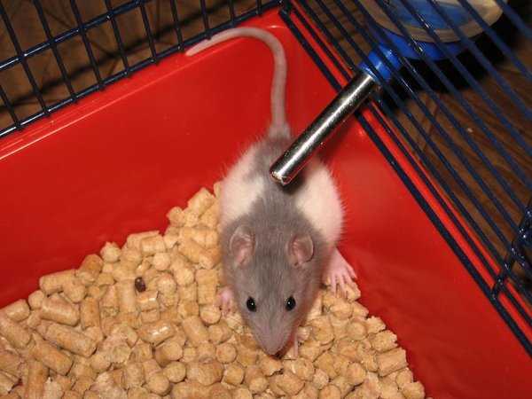 Чем кормить домашних крыс. список разрешенных и запретных продуктов — «vexsi» журнал — обо всём!