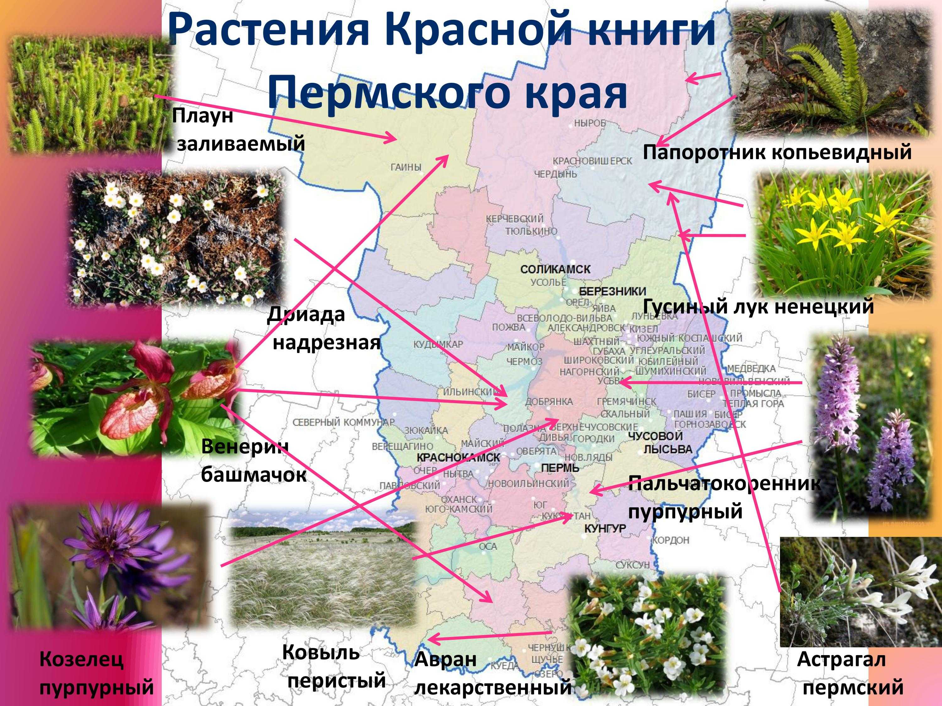 Растения и грибы, занесенные в красную книгу пермского края: названия, описание и фото — природа мира