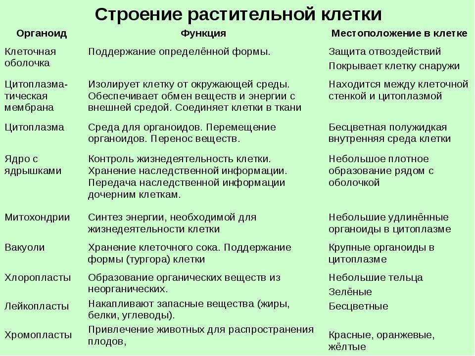 Органоиды клетки схема