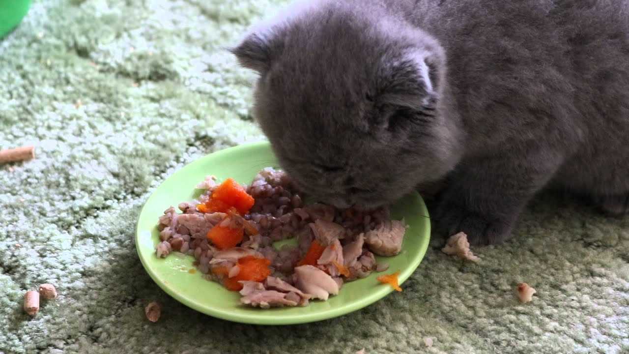 Чем кормить шотландских вислоухих котят