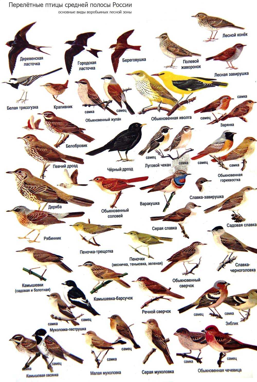 Всего в средней полосе России насчитывается не менее 170 видов птиц, о некоторых из них расскажем в этой статье
