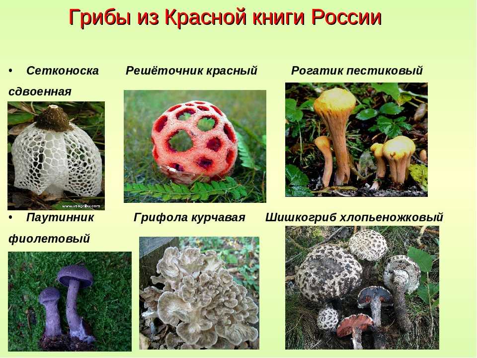 Ядовитые несъедобные грибы – фото, название и описание для детей и взрослых