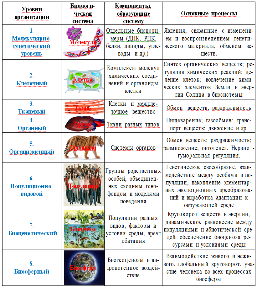 Урок 17: строение и функции органов - 100urokov.ru