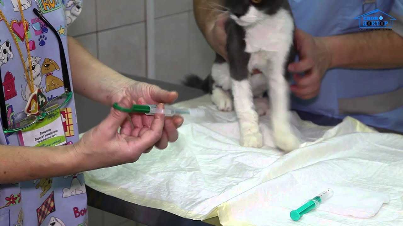 Лучшие способы лечения микоплазмоза у кошки: опасно ли заболевание для людей