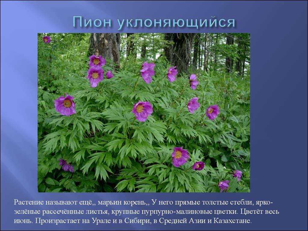 Растения красной книги россии 