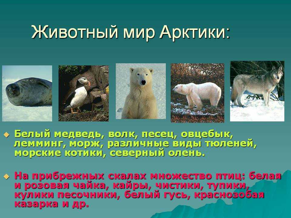 В какой среде обитает белый медведь. Животный мир Арктики. Животные и растения Арктики. Животный мир островной Арктики. Животный мир Арктики и растения.