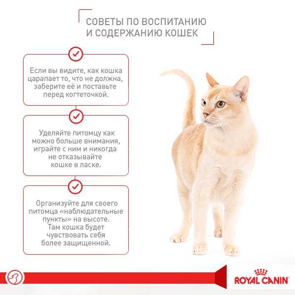 Вы взяли бездомную кошку, что делать дальше? | блог ветклиники "беланта"