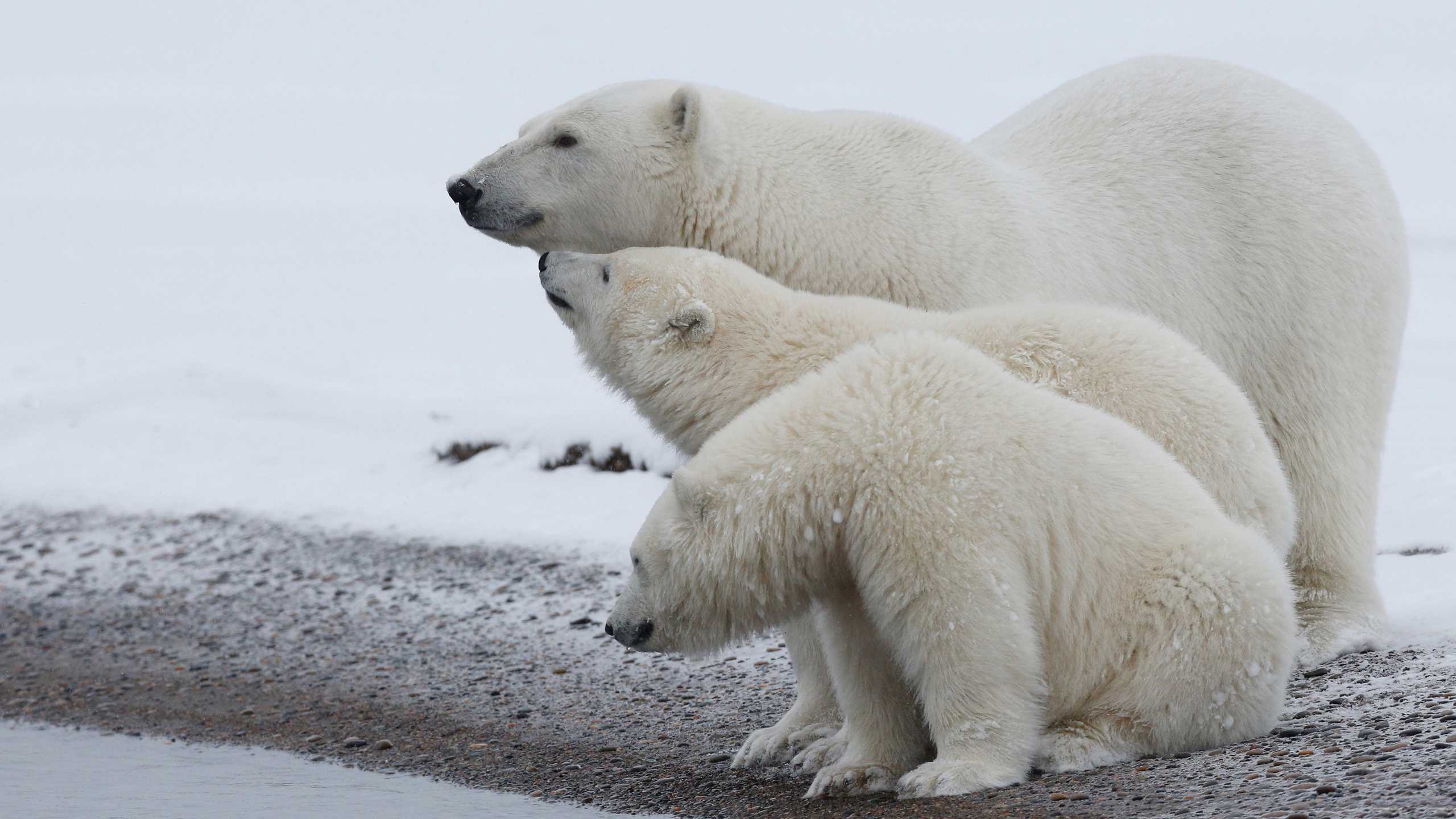 Животные арктики. описание, названия и особенности животных арктики