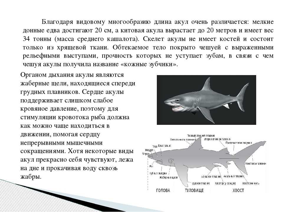 Белая акула — как выглядит и размеры, где обитает, чем питается и другие интересные факты
