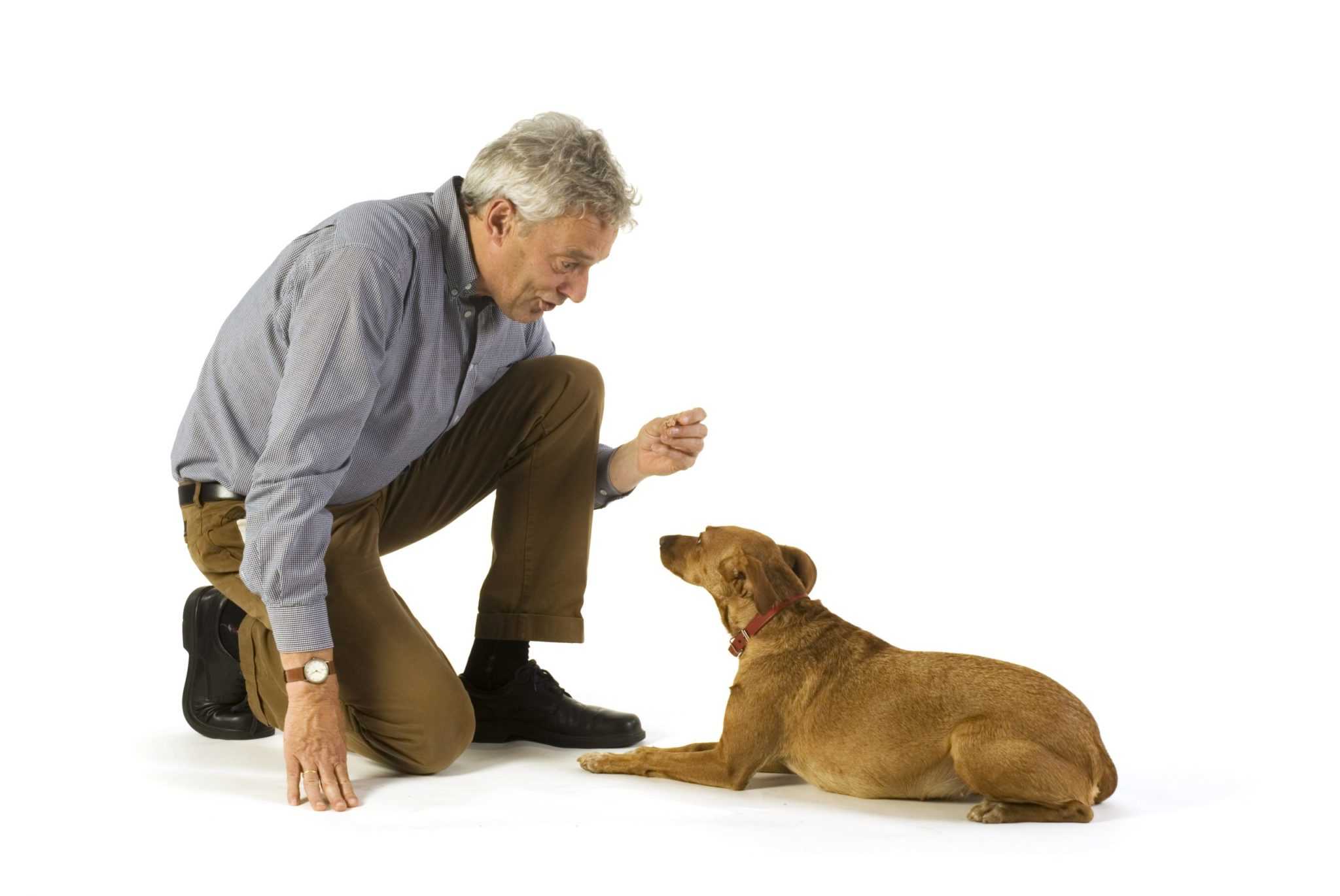 Почему собака прыгает на человека: как отучить в разном возрасте, советы и рекомендации