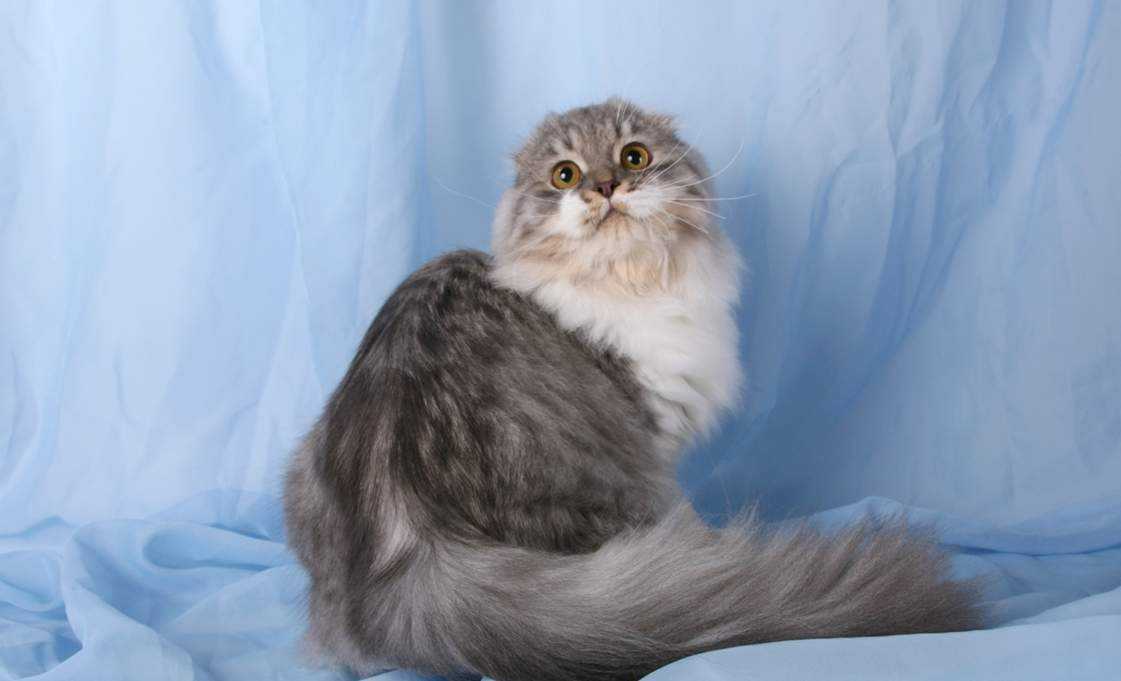 Хайленд фолд: шотландская длинношерстная вислоухая кошка