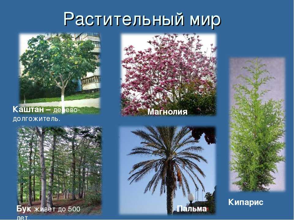 Растения в сочи названия и фото и описание