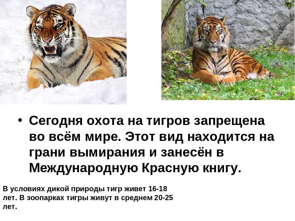 Тигр – полосатый хищник