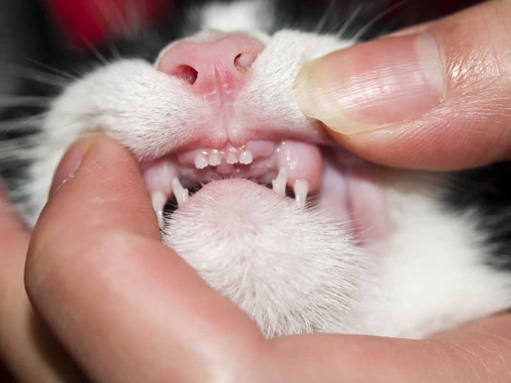 Причины и признаки заболеваний зубов у кошек