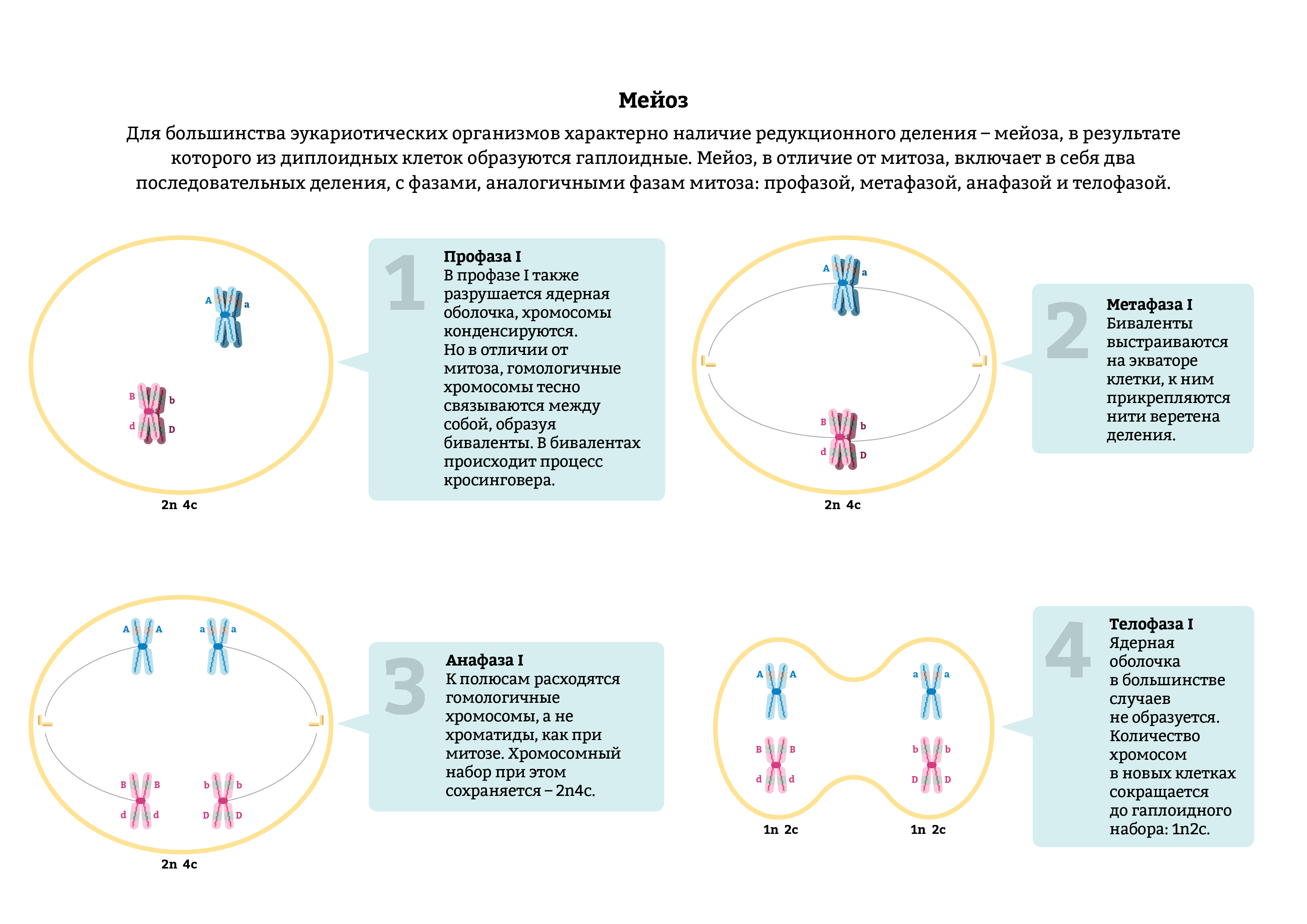 Краткое описание стадий и схемы деления клеток посредством митоза