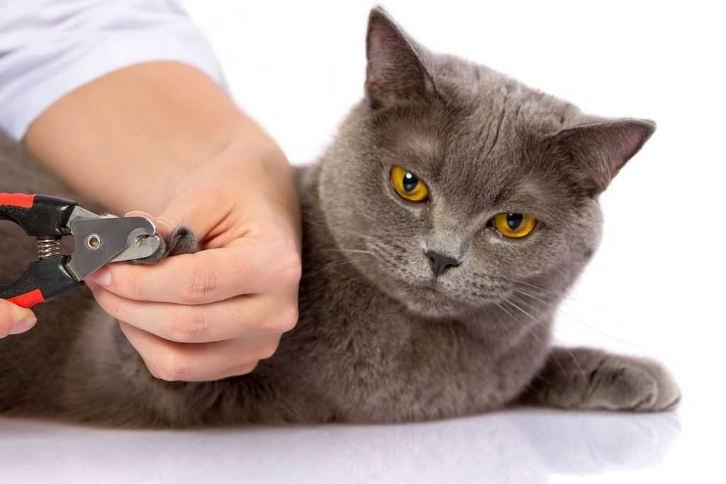 Удаление когтей у кошек: преимущества и недостатки операции «мягкие лапки», техника проведения процедуры, последствия, отзывы хозяев