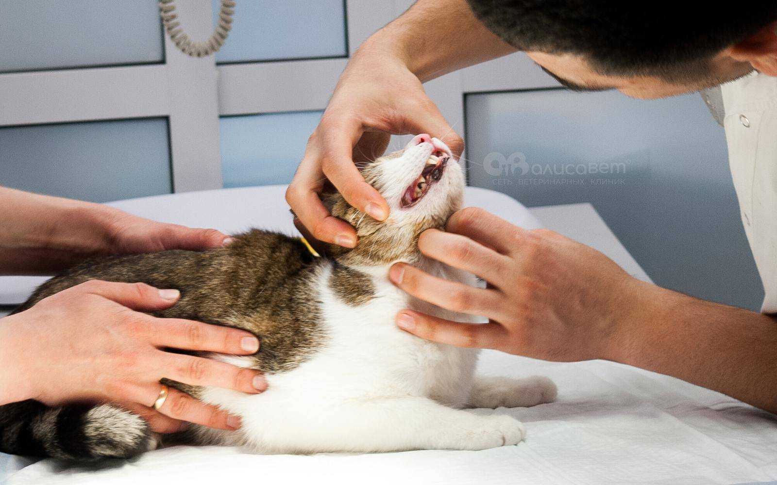 Кожные заболевания у кошек