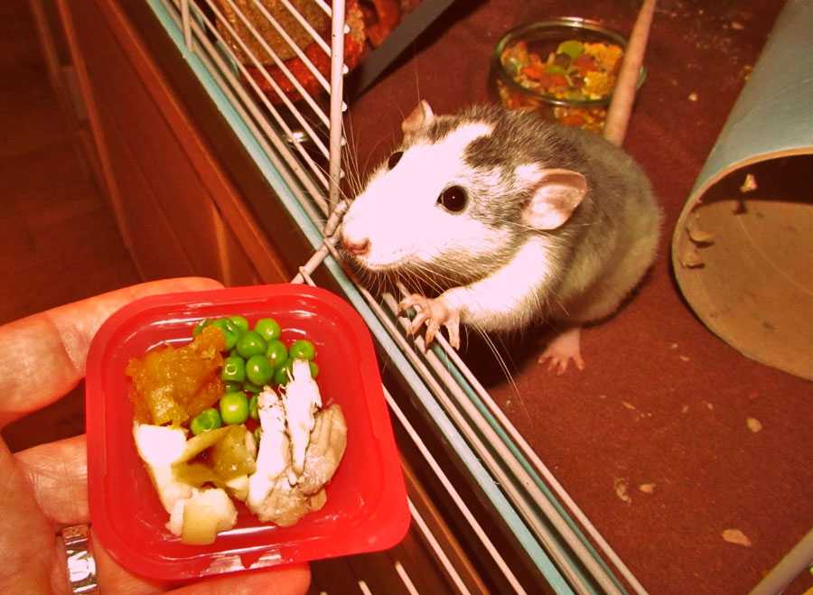 Крысы - это всеядные животные, поэтому очень важно предложить вашему питомцу разнообразное и сбалансированное питания, чтобы обеспечить все ее потребности в пище