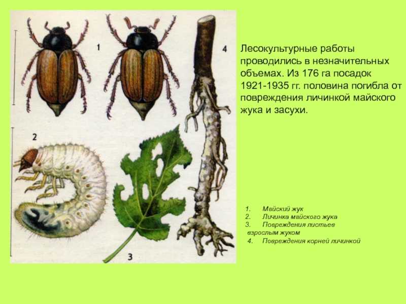 Жук усач насекомое. описание, особенности, виды, образ жизни и среда обитания жука усача