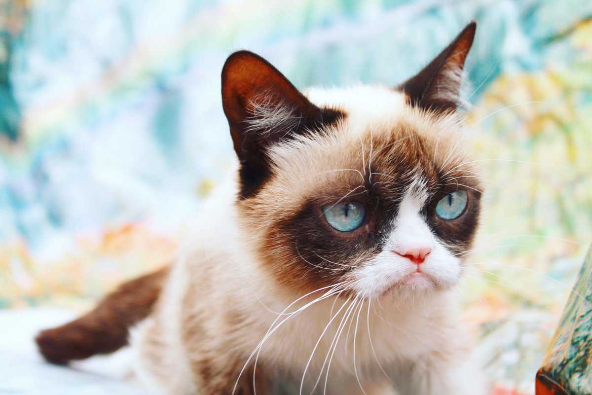 Самый грустный кот (фото): все о пушистой знаменитости. грустный кот из контакта: кто он и откуда? кот с грустной мордой