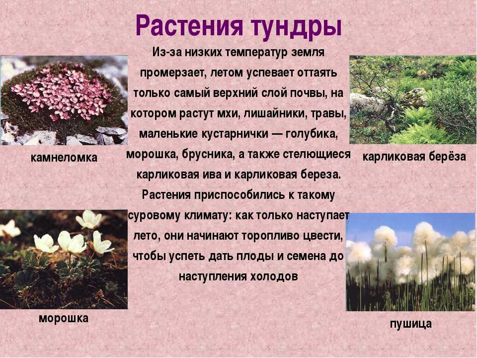 Растения в арктике: фото и описание с названиями