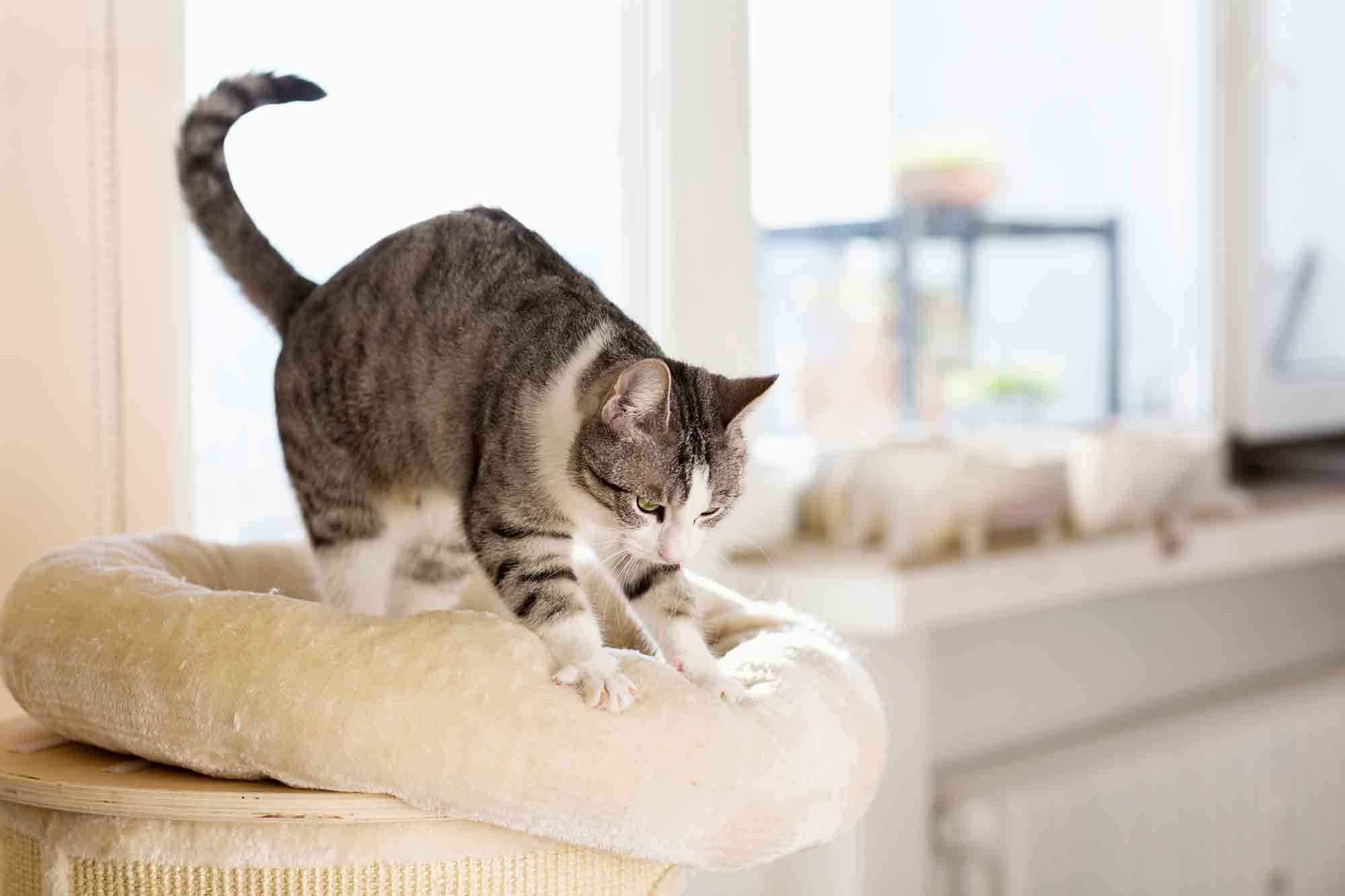 Почему кошки топчут нас лапками с когтями и мурчат