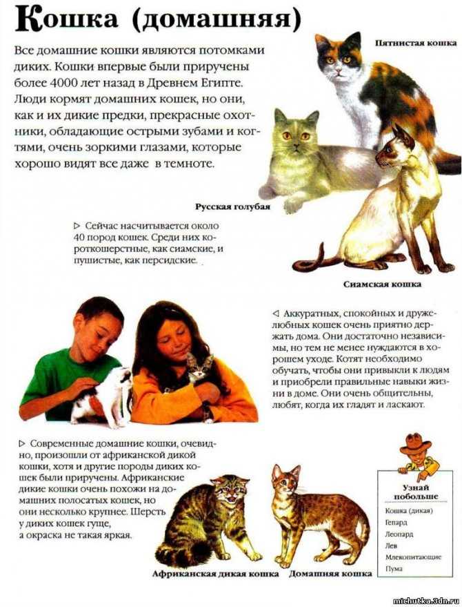 Топ-10 самых злых и агрессивных пород кошек в мире