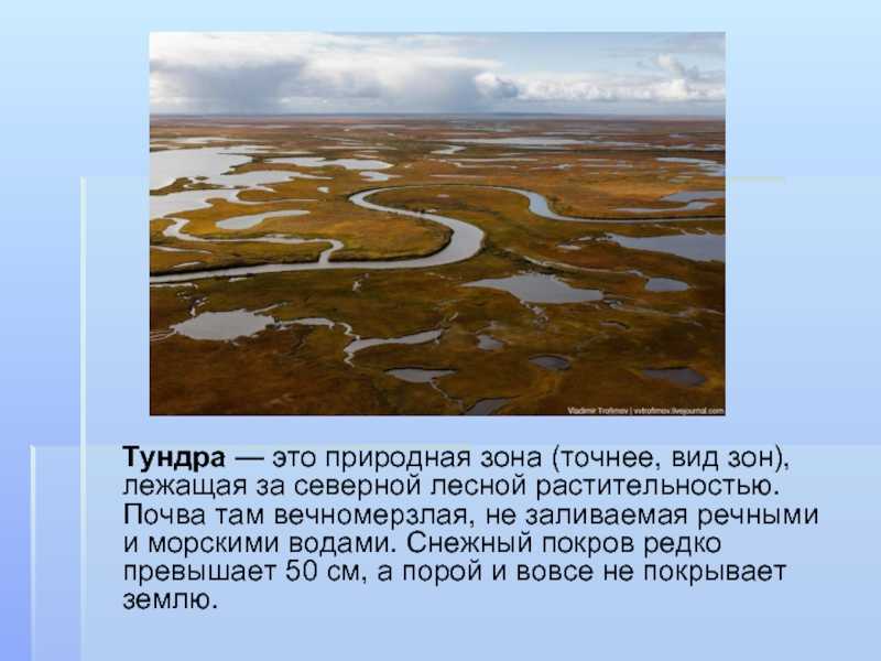 Животный мир тундры. какие животные обитают в зоне тундры :: syl.ru