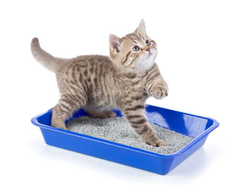 Как приучить котенка к лотку в квартире за 1 день: экспресс-метод | ваши питомцы