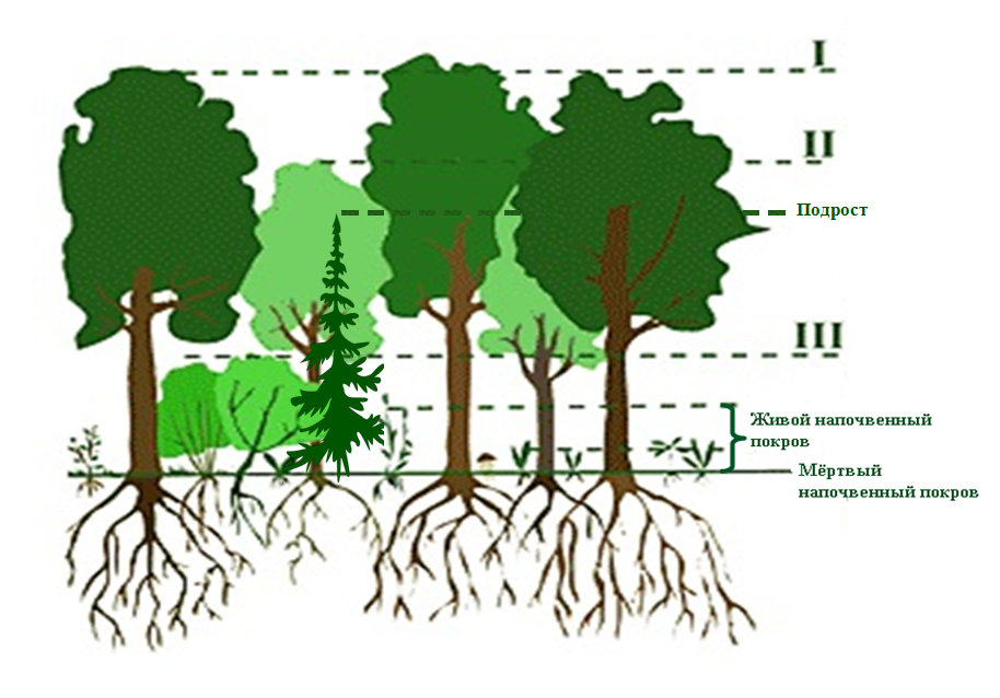 Биология 7 класс тема структура растительного сообщества. Ярусность древостоя леса. Ярусность с подлеском. Ярусность леса фитоценоз. Ярусность лесного фитоценоза.