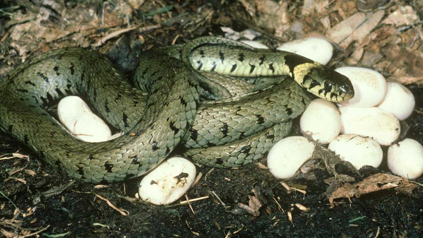 ОТВЕТ: Более 70 процентов современных видов змей откладывают яйца, но не все