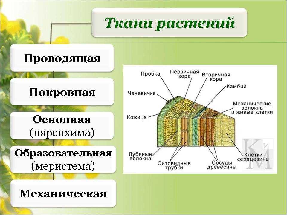 Ткани растений - особенности строения, примеры растений