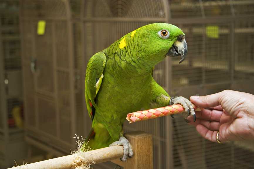 Какие попугаи лучше всего учатся говорить: виды говорящих попугаев. как научить волнистого попугая мальчика и девочку разговаривать, как научить говорить кореллу?