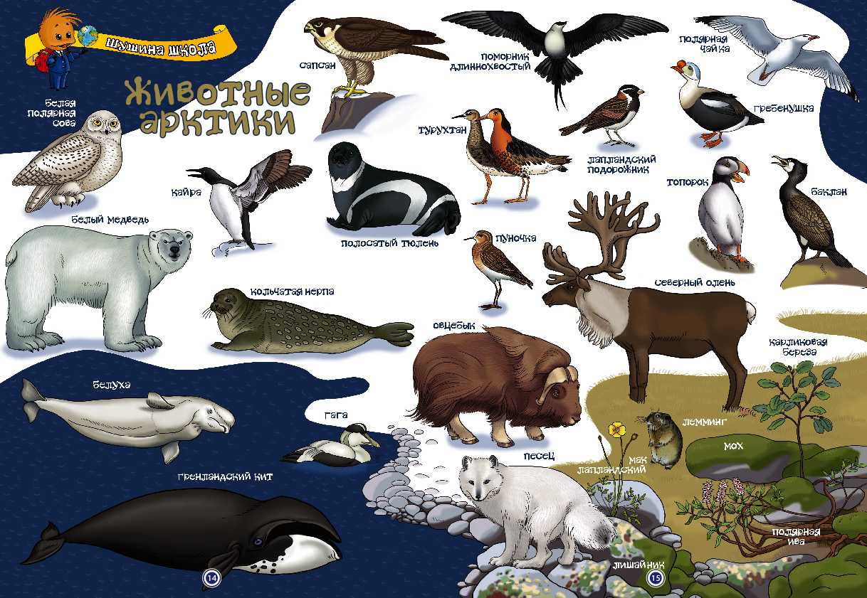 Птицы арктики: топ-10 арктических пернатых с фото и описанием