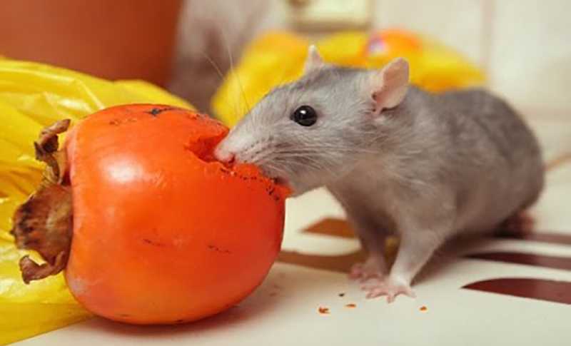 Чем кормить крысят с рождения, рацион грызунов с 1 месяца