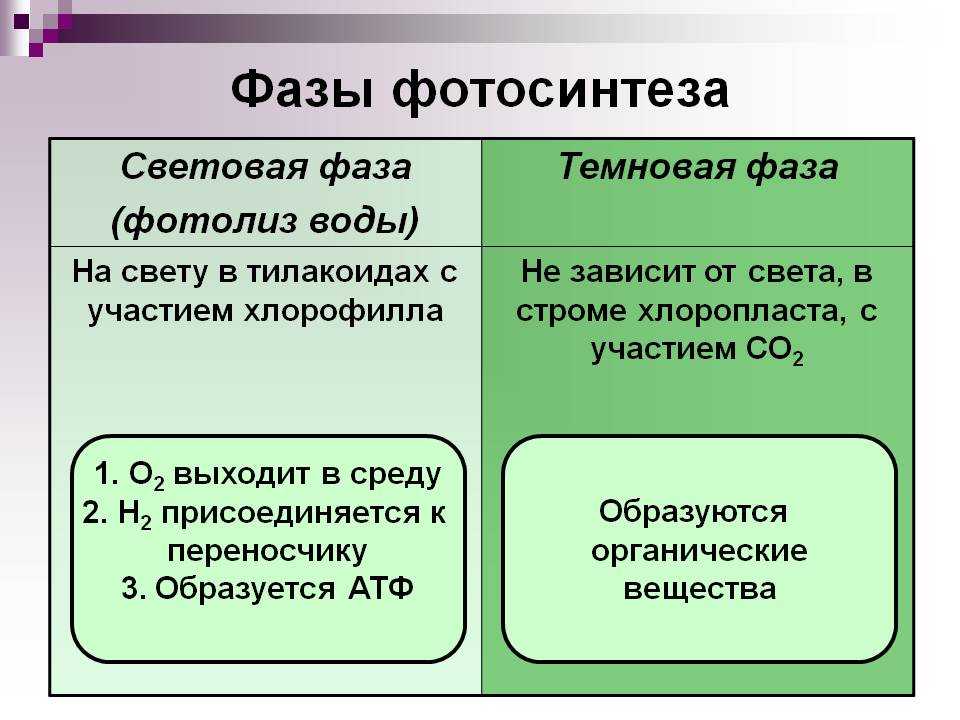 Процесс фотосинтеза: определение, фазы, условия и значение
