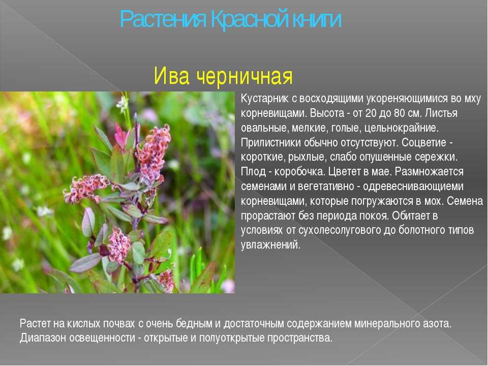 В этой статье представлена подборка из десяти видов редких растений, занесенных в Красную книгу России, с кратким описанием и фото
